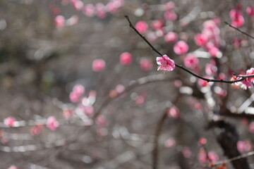 梅の花