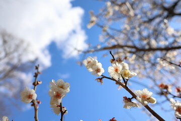 梅の花