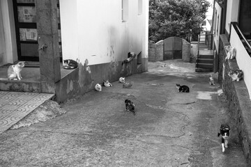 street in the city full of cats