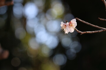 梅の花