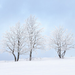Fototapeta na wymiar A sunny, frosty day in Šumava. A snowy landscape, snow-covered trees and alternating clouds.