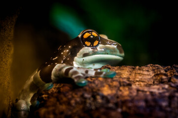 Trachycephalus resinifictrix fog honeybee in nature park