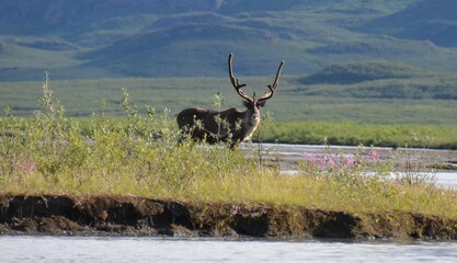 Caribou, Alaska