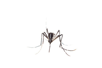 Tiger mosquito isolated on white background, Aedes albopictus 