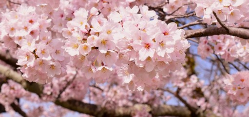 満開の桜の花のフレーム、桜のクローズアップ、サクラの背景素材、バックグラウンド	