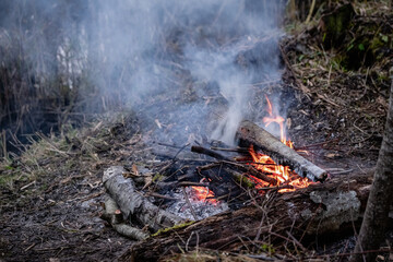 A bonfire burns in the woods 