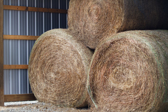 Hay stored in a building on a farm for agriculture, farming and ranching