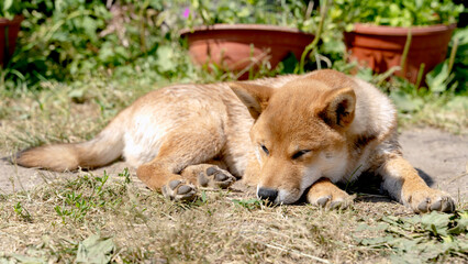 shiba inu's dog sleeps on the grass
