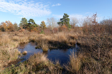 Fototapeta na wymiar Pond in Coquibus heathland. Fontainebleau forest