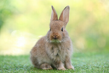 cute rabbit sitting and looking something on a green grass in summer day