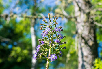 a delicate alpine cicerbita in the spring sun