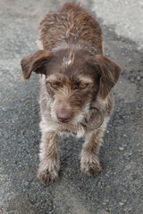 A dog with sad human-like eyes