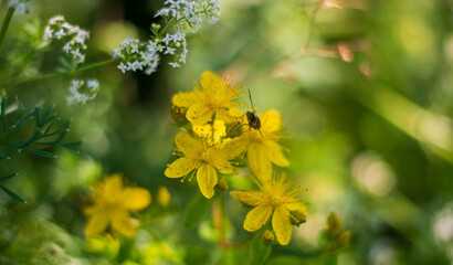 the intense yellow of the hypericum flower