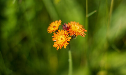 the orange flower of the hawkweed in spring