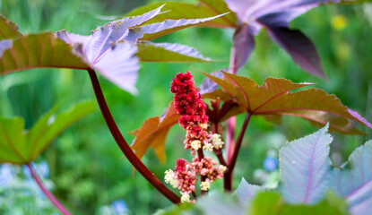 the intense red color of the castor bean flower