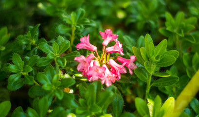 the beautiful flowers of the small mountain rhododendron