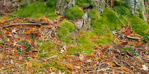 秋のコケと枯葉