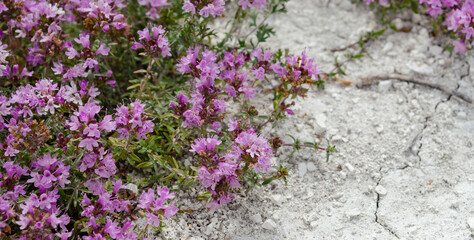 Wild Thyme Thymus serpyllum flowers, small plants growing on bare chalk.