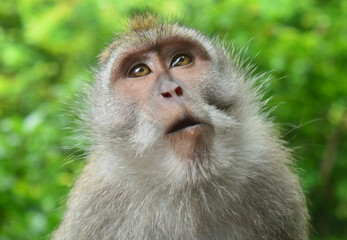 close up of a monkey forest