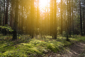 autumn forest landscape in sunlight