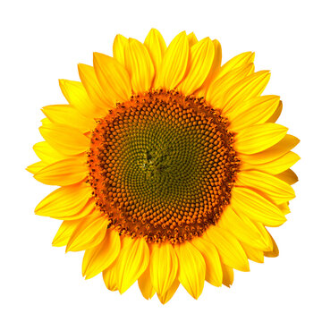 Sunflower Isolated. PNG