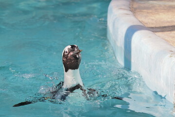 Obraz premium フンボルトペンギン