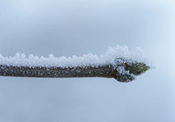 snow covered branches