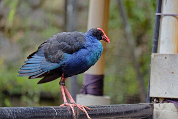 Purple Swamphen