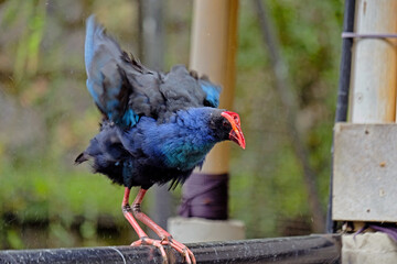 Purple Swamphen