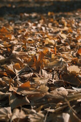leaves on the ground