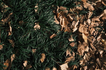 old leaves on the green ground
