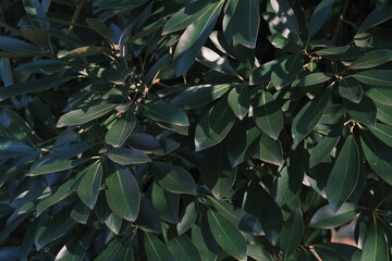 evergreen leaves of a tree