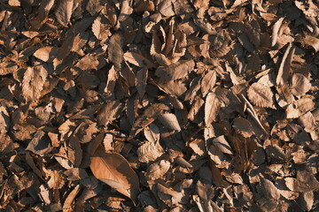 leaves on the ground