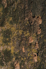 green bark of a tree