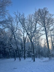 winter park, trees branches covered by the snow, blue sky