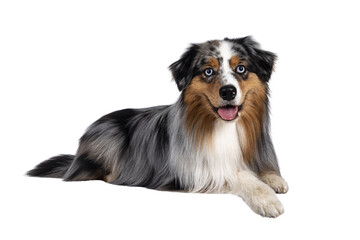 Handsome and well groomed Australian Shepherd dog, laying down side ways. Looking towards camera with light blue eyes. Isolated cutout on transparent background.. Mouth open, tongue out.