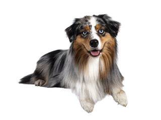 Handsome and well groomed Australian Shepherd dog, laying down with paws over edge. Looking towards camera with light blue eyes. Isolated cutout on transparent background. Mouth open, tongue out.