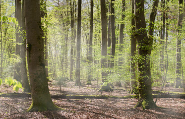erstes Blattgrün im nebligen Buchenwald 