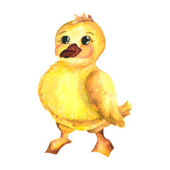 Watercolor baby illustration with ducklings. Duckling. The yellow duckling, watercolor illustration isolated on white background