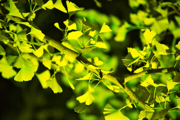 夜空に浮かぶイチョウの木