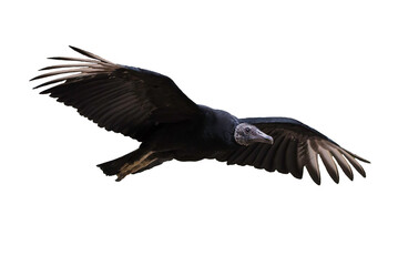 Black vulture isolated (Coragyps atratus)