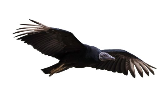 Black vulture isolated (Coragyps atratus)