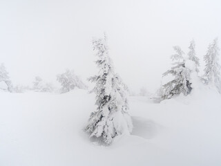 Amazing view of the covered with frost trees in the snow drifts. Magical winter forest. Natural...
