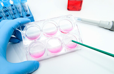 Scientist is scrapping cultured adherent cells in the 6 well plate by cell scraper