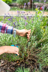 Young girl cuts lavender with secateurs. Gardening concept - young woman with pruner cutting and picking lavender flowers at summer garden