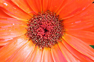 Macro photography of gerbera flower petals with stamen and pistil.