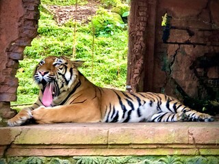 tiger in the jungle