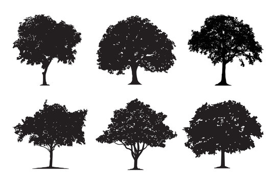 Black tree silhouettes on white background. Red maple, sugar maple, oak, poplar, green oak, birch, mango. Vector illustration.