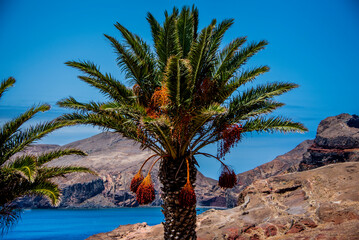 2022 08 20 Madeira Palm tree