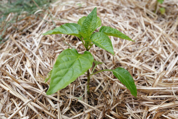 Seedlings of sweet pepper in the garden
